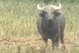 Xuất hiện con trâu lạ liên tiếp đuổi húc người