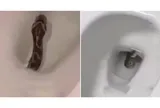 Nhìn thấy thứ đáng sợ trong bồn cầu, người phụ nữ la hé bỏ chạy
