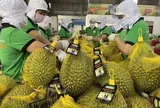 Ban hành quy trình kiểm soát an toàn thực phẩm đối với quả sầu riêng tươi xuất khẩu
