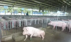 Giá heo hơi hôm nay, 4-11: Đồng loạt giảm mạnh