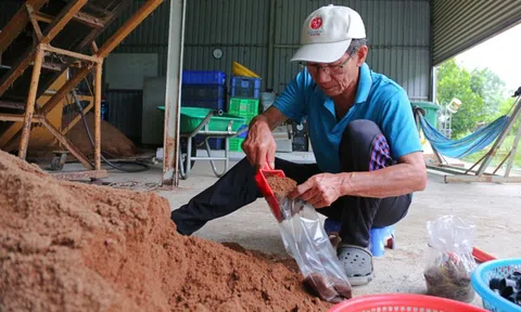 Mạnh dạn bẻ lái trồng loại cây "không lá", ông nông dân thu lãi 400 triệu/năm rất nhẹ nhàng