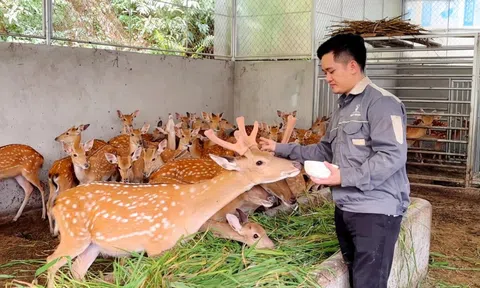 Nuôi hươu làm “thần dược”, người dân thu tiền tỷ mỗi năm