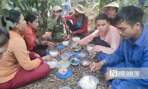 Giá hồ tiêu tăng, cơ quan chức năng khuyến nghị "không ồ ạt trồng thêm"