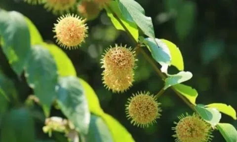 Cây mọc “virus” giá gần nửa triệu/kg, ở Việt Nam mọc hoang um tùm