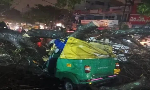 Cây xanh gãy đổ giữa trời mưa khiến tài xế 45 tuổi tử vong