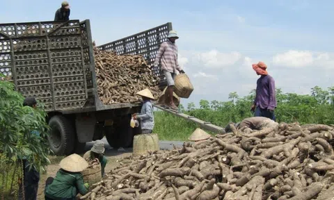 Củ sắn giá rẻ 'bèo', đem xuất khẩu thu gần 400 triệu USD một quý