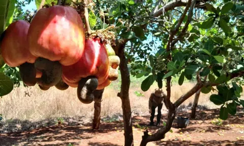 Loại hạt vừa bổ dưỡng, vừa thân thiện môi trường của Việt Nam kiếm hơn 4 tỷ đô: Mỹ, Trung thi nhau mua