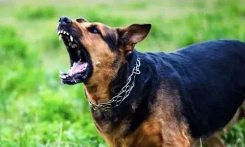 Đi làm cùng bố mẹ, bé trai 3 tuổi bị chó hoang cắn, 1 tháng sau tử vong
