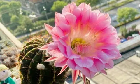 6 loài hoa đẹp như tiên, hương thơm tỏa đi trăm mét, trồng ở ban công hay sân vườn đều lý tưởng