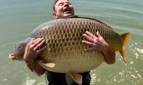 Người đàn ông sốc nặng khi bắt được con cá chép khổng lồ nặng 48kg