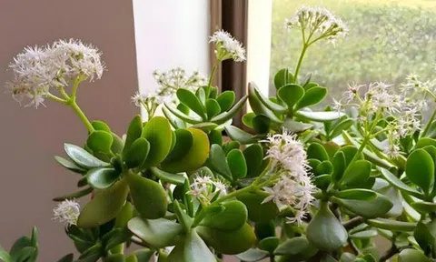 Nhà có 7 loại cây nở hoa, gia chủ "đổi vận" thăng quan phát tài, tiền tụ như mây kéo!