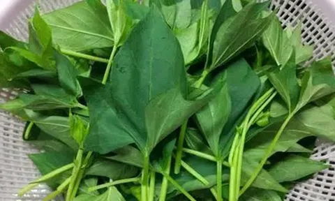 5 loại rau "không bao giờ bị phun thuốc trừ sâu" đang vào mùa, bổ dưỡng như nhân sâm, nhất là cái số 3