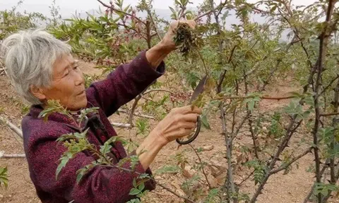 Cây xưa chỉ lấy quả, nay hái lá non đem bán cũng ra tiền
