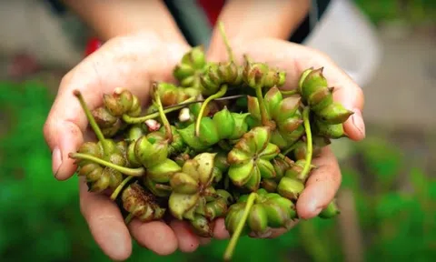 Việt Nam có loại gia vị là “báu vật trời ban”, rất ít quốc gia trồng được: Có nhiều lợi ích ấn tượng