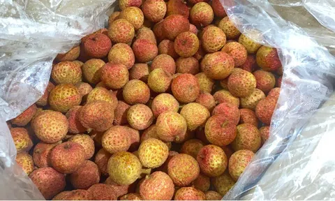 1 loại quả ngọt của Việt Nam được thương nhân Trung Quốc "quý như vàng", sang tận nơi để thu mua với giá cao
