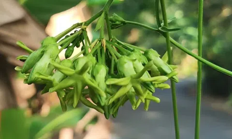 Loại hoa đem nấu canh giúp bổ gan, thận: Việt Nam trồng nhiều, người dân đem bán, kiếm hơn 1 tỷ đồng/năm