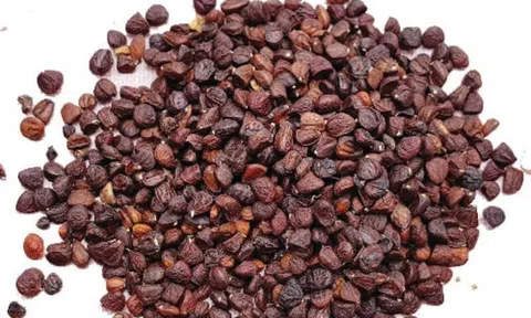 Hạt dổi Tây Bắc - gia vị tự nhiên cho món ăn thêm đậm đà