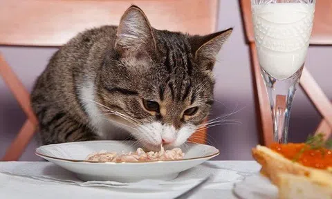 Cụ bà 68 tuổi bị kiện vì thường xuyên cho mèo hàng xóm ăn