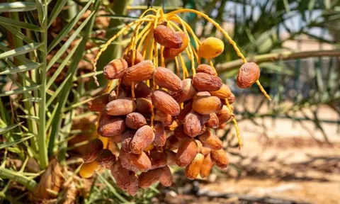 Việt Nam trồng được thứ mà Dubai coi là "quả quý tộc": Vị ngọt nhưng ổn định đường huyết, ngừa ung thư