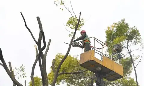 Tỉa cành mọc chặn lối đi, người đàn ông sốc khi biết cây có giá 3,6 tỷ đồng, hàng xóm đòi bồi thường 170 triệu đồng, tòa tuyên bố: Không cần đền