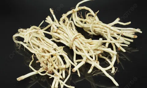 Đừng chỉ ăn lá, rễ loại cây này quý như "nhân sâm người nghèo" ở quê mọc um tùm như cỏ dại