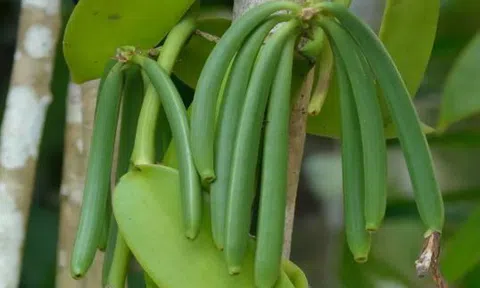 Loại quả đắt đỏ bậc nhất thế giới, từng có giá 15 triệu đồng/kg, ở Việt Nam cũng trồng