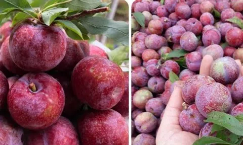 Những người nên hạn chế ăn mận