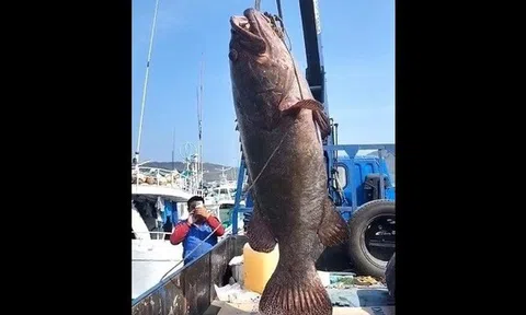 Bắt được cá mú nặng 102kg, ngư dân liền bán với giá 60 triệu đồng