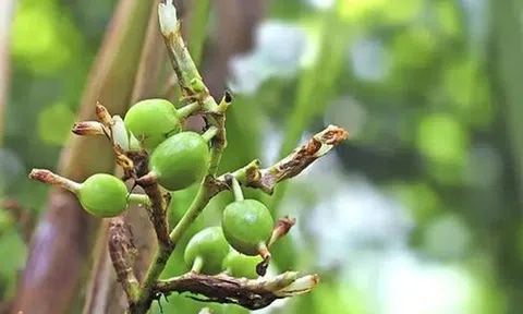 Loại gia vị đắt đỏ bậc nhất thế giới, 2 triệu đồng/kg, ở Việt Nam trồng bạt ngàn