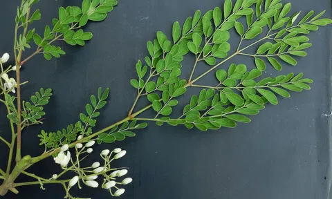 Tưởng sữa là “vua” canxi hóa ra vẫn thua loại rau người Việt trồng ở góc vườn: Giảm mỡ máu, ngừa ung thư