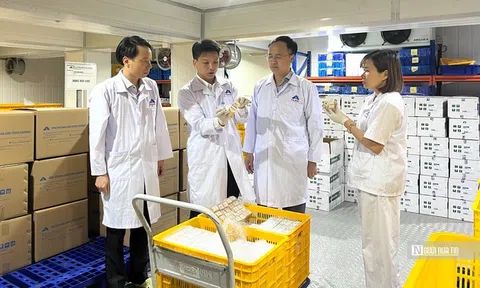 Vắc-xin ASF “made in Vietnam” chính thức xuất khẩu sang Indonesia