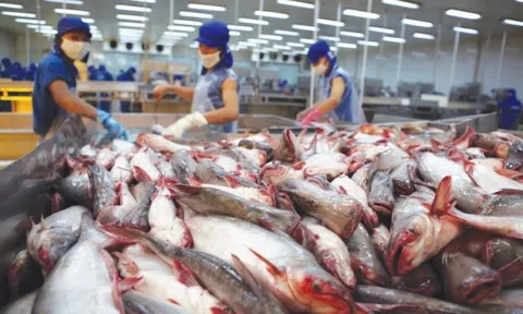 Phế phẩm cá từng cho heo ăn hoặc vứt bỏ nay thành mặt hàng triệu đô, doanh nghiệp Việt đổ xô săn đón