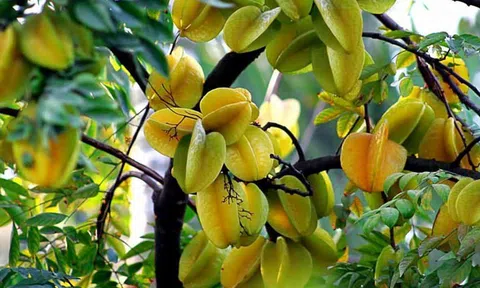 Ông bà dặn: "Trồng cây là trồng phúc, giữ cây là giữ lộc" - 3 cây này dù khó đến mấy cũng đừng chặt