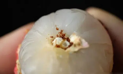 Bóc vỏ quả vải, phần đen trên cuống là gì? Nhiều người nghĩ là "phân sâu", chuyên gia trả lời