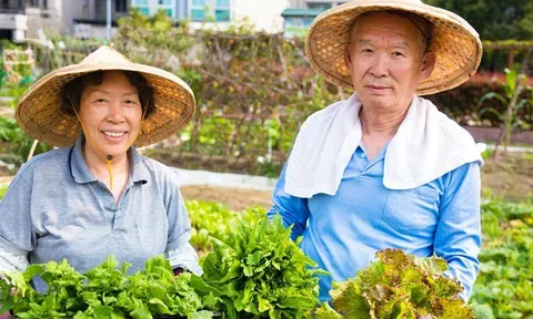 2 loại rau người Nhật xem như "thuốc tiên": Ở chợ Việt bán đầy, giá rẻ không tưởng