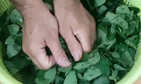 Vò rau ngót trước khi nấu có làm mất chất dinh dưỡng không? Chuyên gia trả lời khiến nhiều người phải thay đổi suy nghĩ