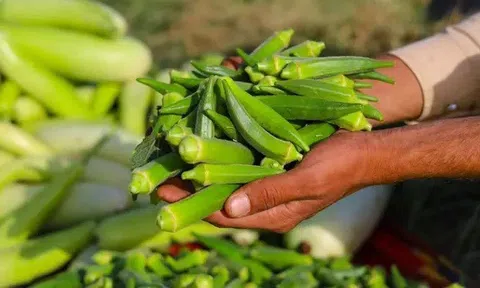 Các nhà khoa học phát hiện rau quen thuộc là khắc tinh của vi nhựa