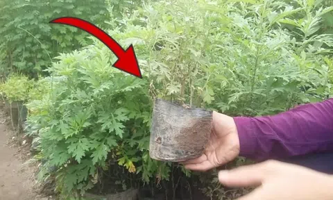 Thứ cây tưởng chỉ để ăn lại là "bùa hộ mệnh" trước cửa, ông bà xưa khuyên nhà nào cũng nên trồng