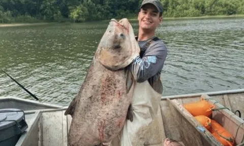 Ngư dân bắt được con cá mè khổng lồ nặng 50kg trên sông