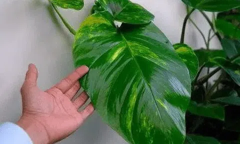 6 cây hoa này tốt nhất KHÔNG NÊN trưng trong nhà, vì "hoa càng thịnh người càng suy"