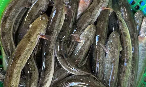 Loại cá "nhà nghèo" nay thành đặc sản, phơi khô bán 700.000 đồng/kg, nhà giàu mê như điếu đổ