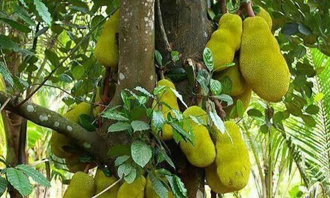 4 cây tụ lộc trời ban: Chặt là mất phúc, giữ thì tài lộc phú quý vô biên