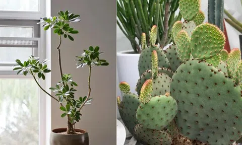 Người thông minh âm thầm nuôi 4 cây này trong nhà, chúng là "người hùng" bảo vệ sức khỏe