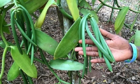 Loại quả đắt đỏ bậc nhất thế giới, từng có giá 15 triệu đồng/kg, ở Việt Nam có người trồng thành công