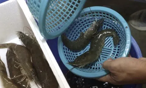 Có thừa tiền ra chợ thấy 5 kiểu tôm này cũng KHÔNG mua: Toàn là mầm bệnh!