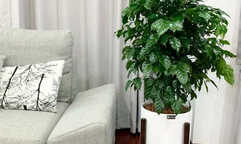 Phòng khách đặt đúng 4 cây này, tiền vào như nước sông Đà, vận đỏ như son