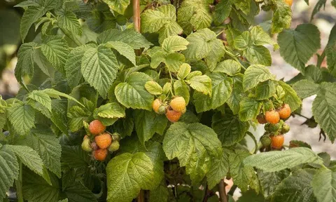 Mỹ đánh giá đây là loại quả tốt nhất giúp kéo dài tuổi thọ, trẻ lâu, là “kho báu” chất chống oxy hoá: Việt Nam có bán nhiều