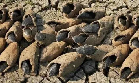 Loài cá duy nhất trên thế giới có thể sống 5 năm không cần nước