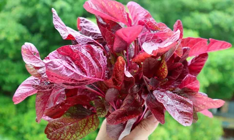 Mỹ đánh giá đây là loại rau trường thọ, nhiều sắt hơn thịt bò, bổ tim, ngừa ung thư, giá lại rất rẻ