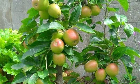 3 cây ăn quả trấn trạch chiêu tài, con cháu "đạp gió đông" phất lên nhanh chóng